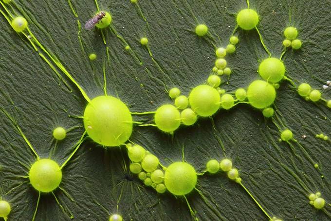 alger-i-badevann-cyanobakterie