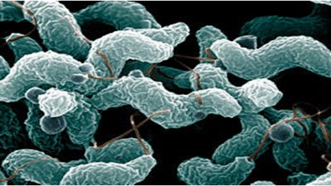 Campylobacter – den vanligste bakterielle årsaken til næringsmiddelbåren sykdom i Norge