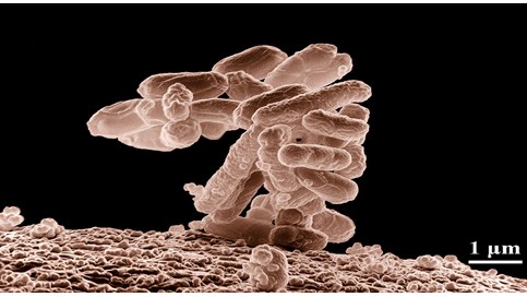 E.coli – både venn og fiende