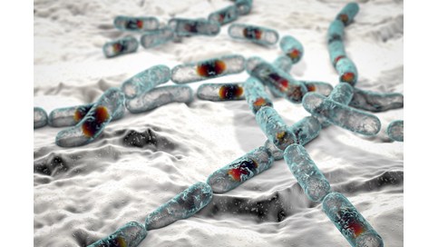 Bacillus cereus – en hardfør bakterie som utgjør en potensiell helsefare