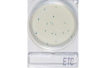 Compact Dry ETC | Enterokokker