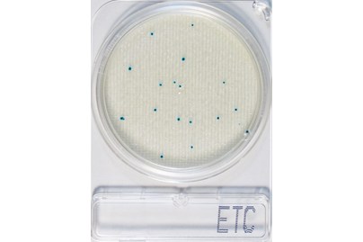 CompactDry Enterococcus