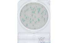 Compact Dry XBC | Bacillus cereus