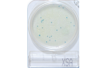 Compact Dry XSA | Staphylococcus aureus