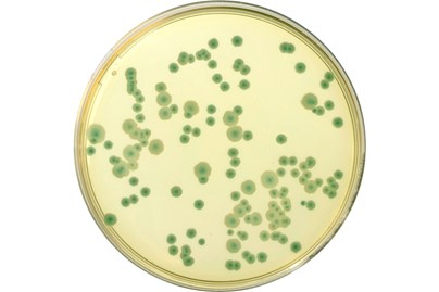 COMPASS® Bacillus cereus agar