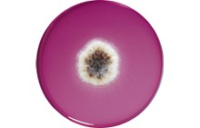 DRBC (Dichloran Rose Bengal Chloramphenicol) agar
