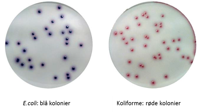Koli+E.coli cca agar bilde